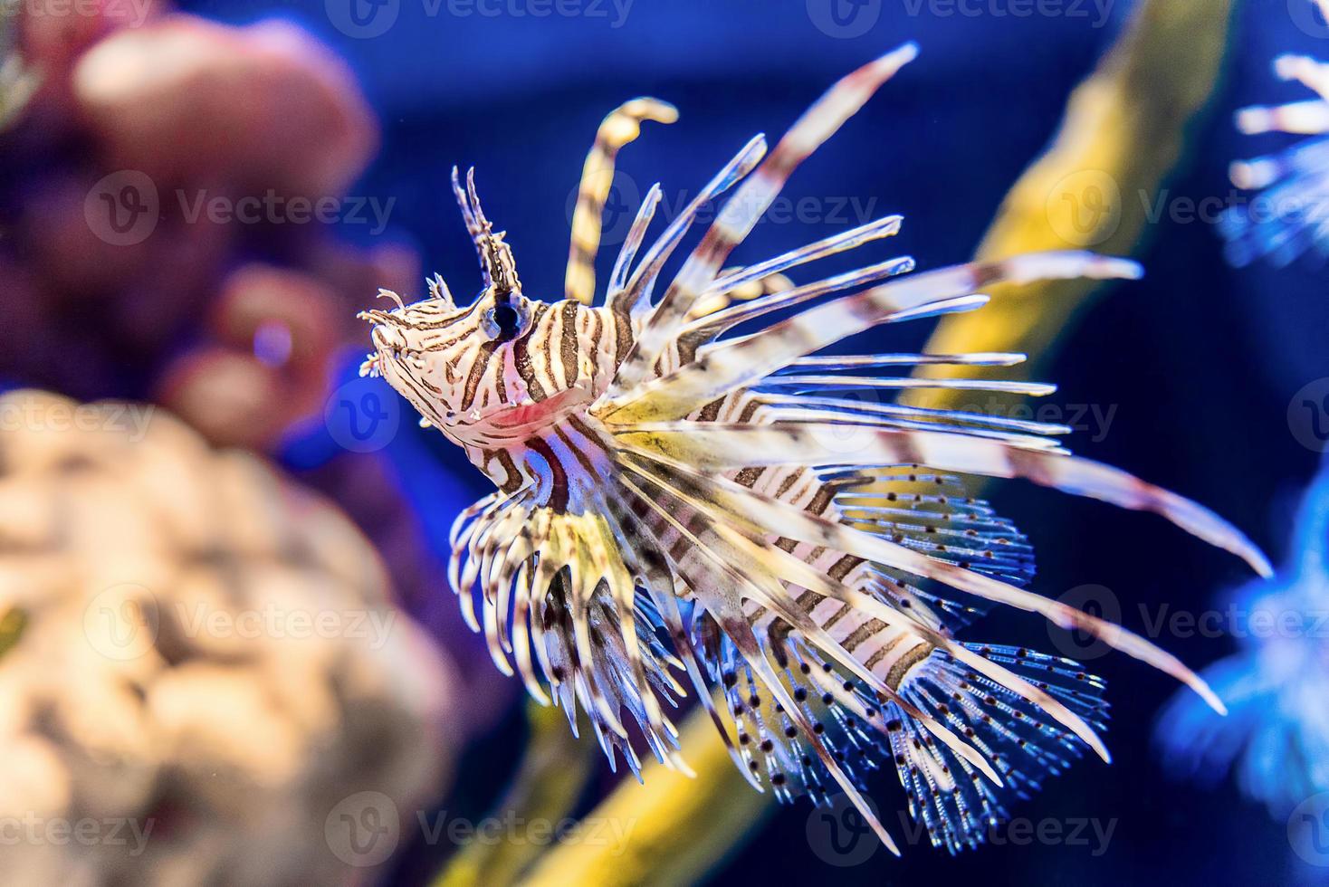 Lion fish underwater photo