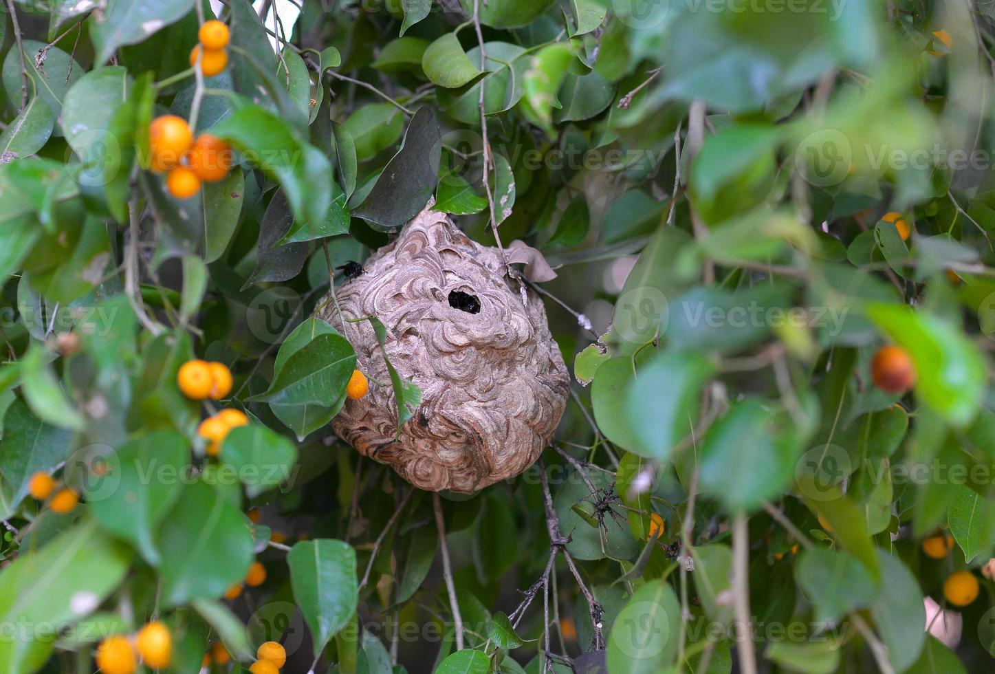 Wasp nest on tree photo
