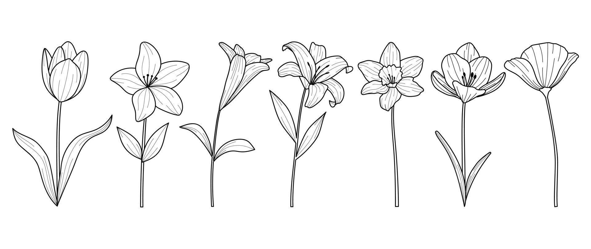 Set of hand drawn botanical flowers line art vector. Collection of black white contour drawing of lily, wildflowers, leaf. Design illustration for print, logo, cosmetic, poster, card, branding. vector