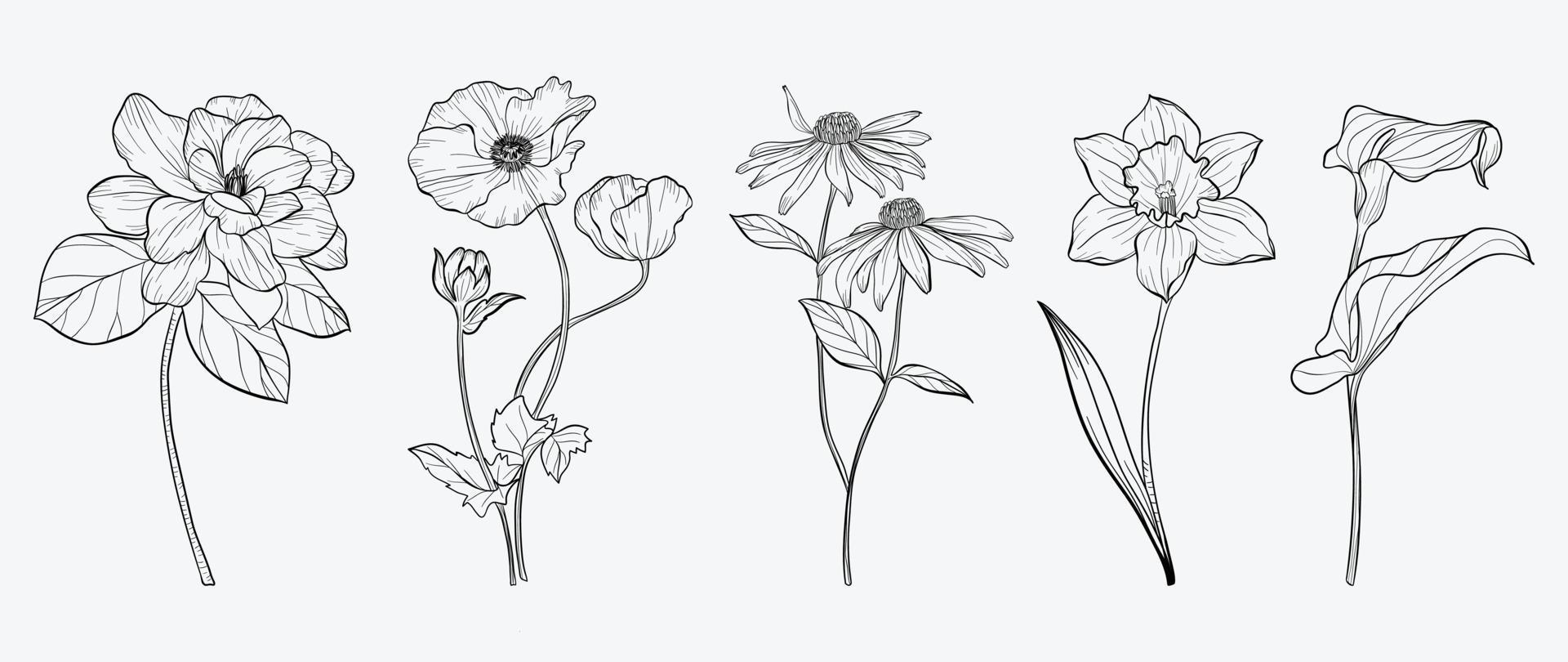 Set of hand drawn botanical flowers line art vector. Collection of black white contour drawing of poppy, wildflowers, leaf. Design illustration for print, logo, cosmetic, poster, card, branding. vector