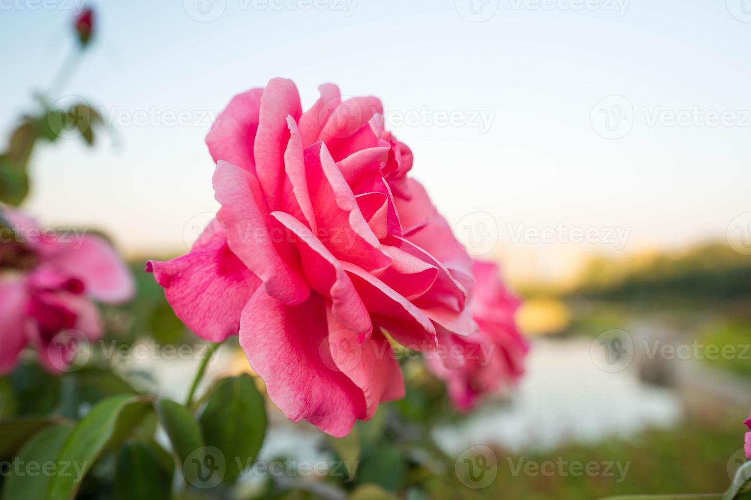 hermosa rojo flores Rosa ramo de flores foto