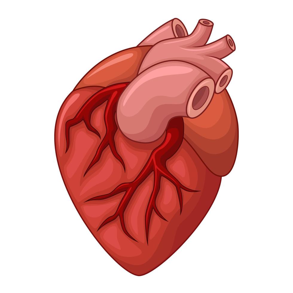 Human heart cartoon, Vector illustration