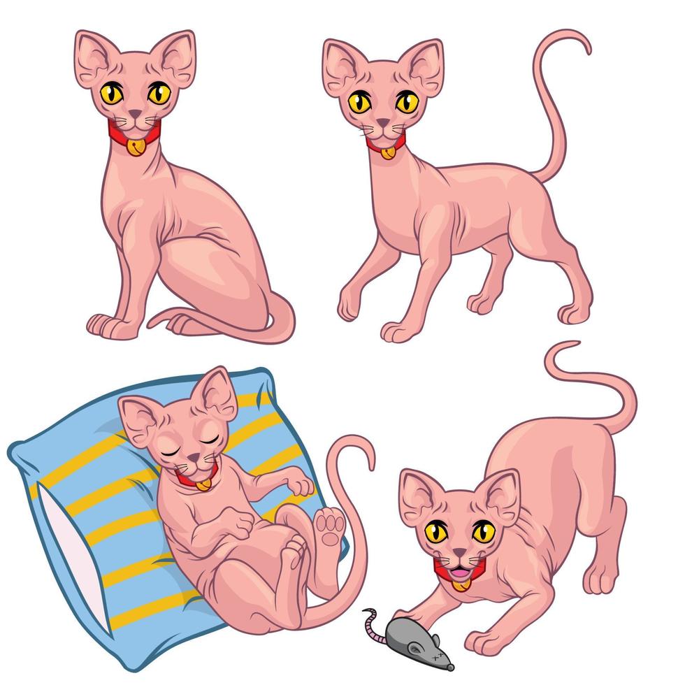 linda sphynx gato vector