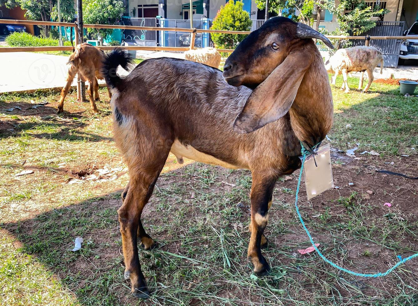 Goat, lamb, cow, ox, sapi qurban in animal markets to prepare sacrifices on Eid al Adha, Idul Adha, Idul Qurban photo