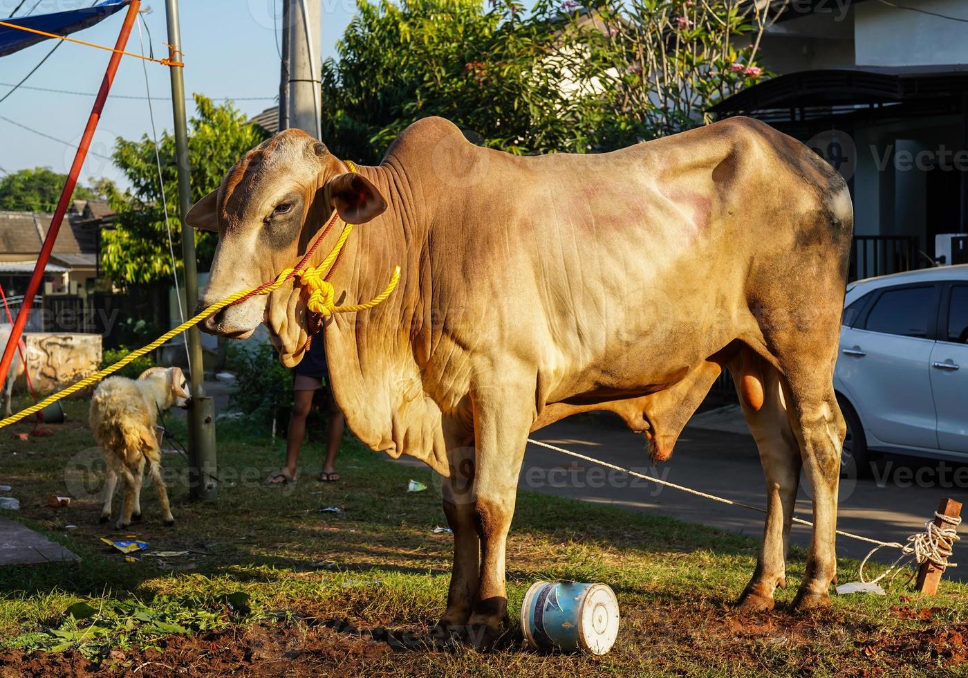 Goat, lamb, cow, ox, sapi qurban in animal markets to prepare sacrifices on Eid al Adha, Idul Adha, Idul Qurban photo