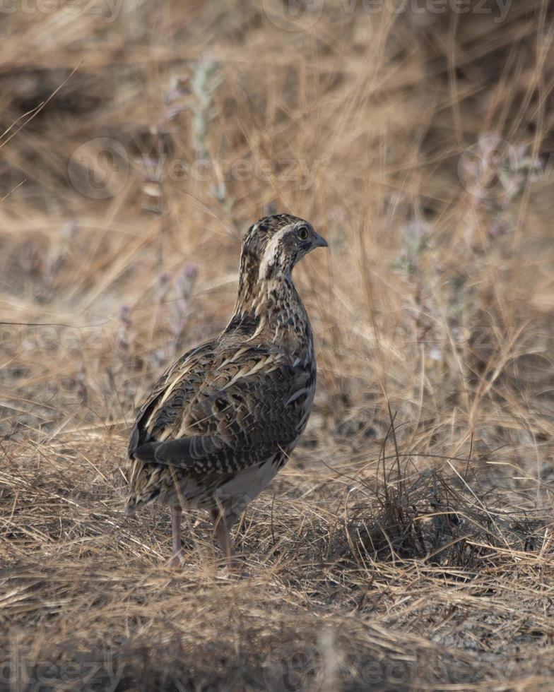 común codorniz o coturnix coturnix o europeo codorniz observado en corrió de kutch foto