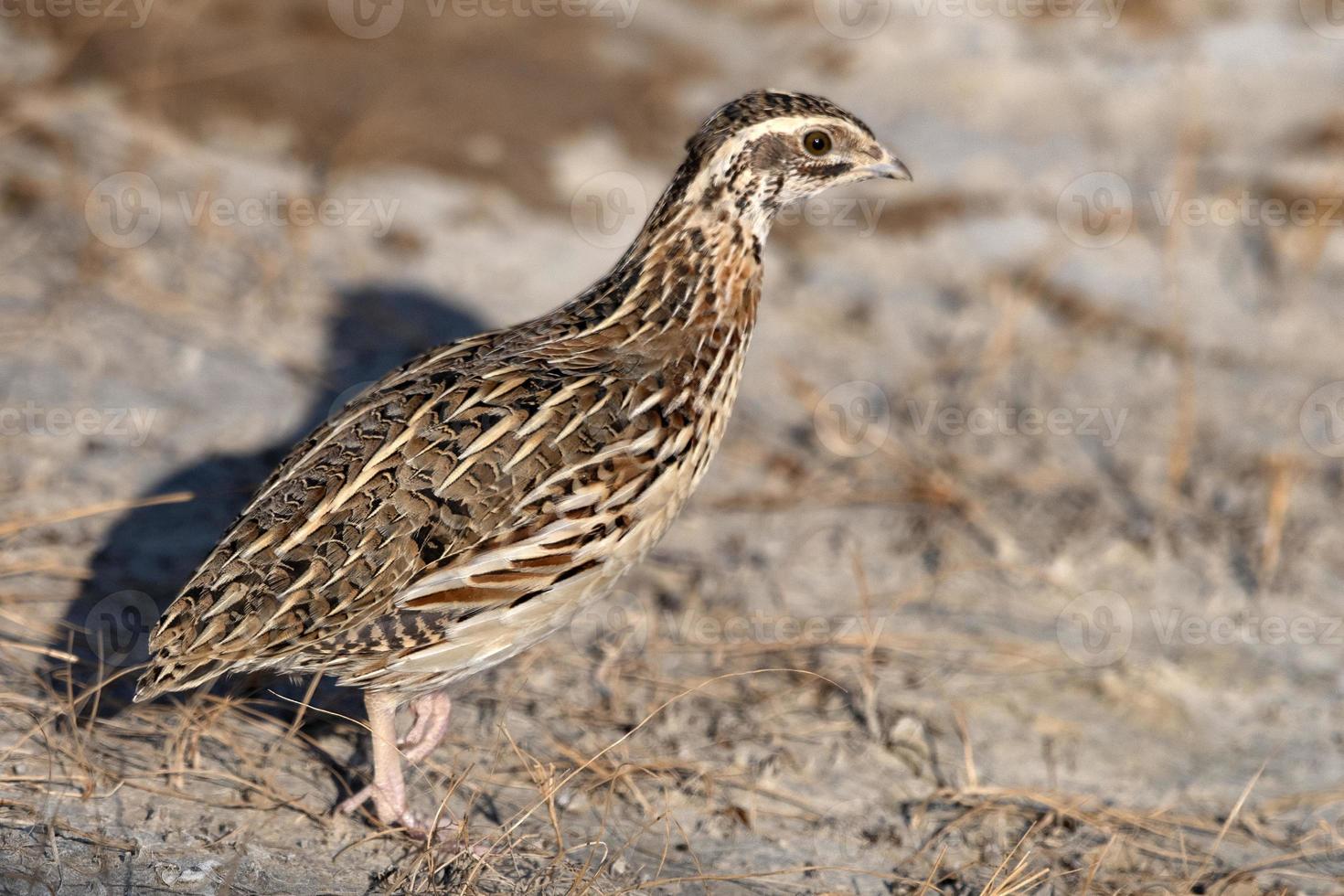 Common quail or Coturnix coturnix or European quail observed in Rann of Kutch photo