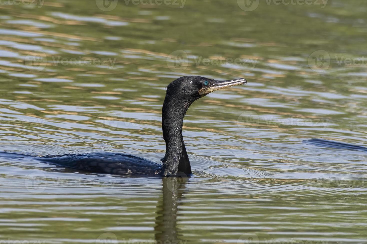 Indian cormorant or Indian shag observed in Greater Rann of Kutch photo