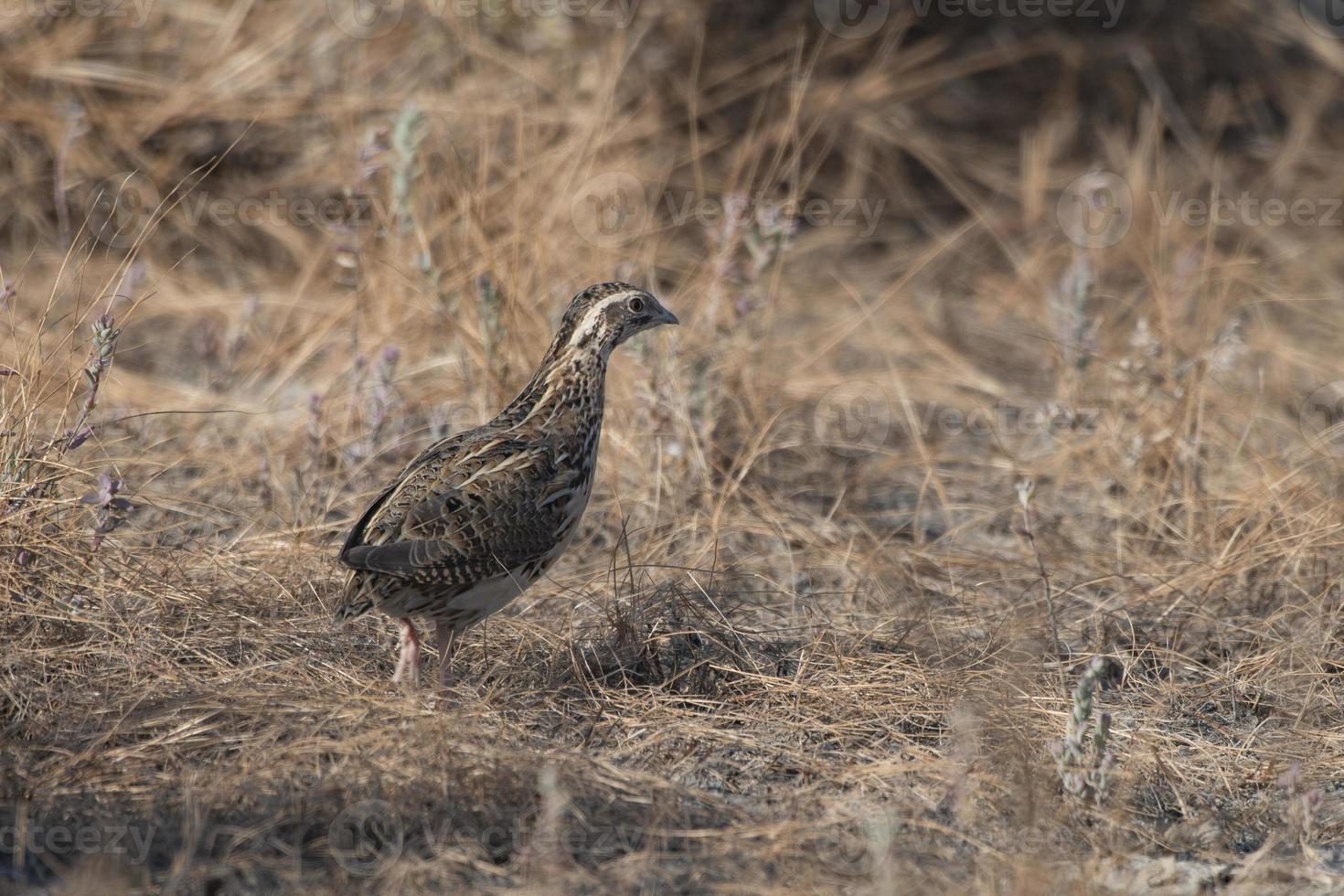 Common quail or Coturnix coturnix or European quail observed in Rann of Kutch photo