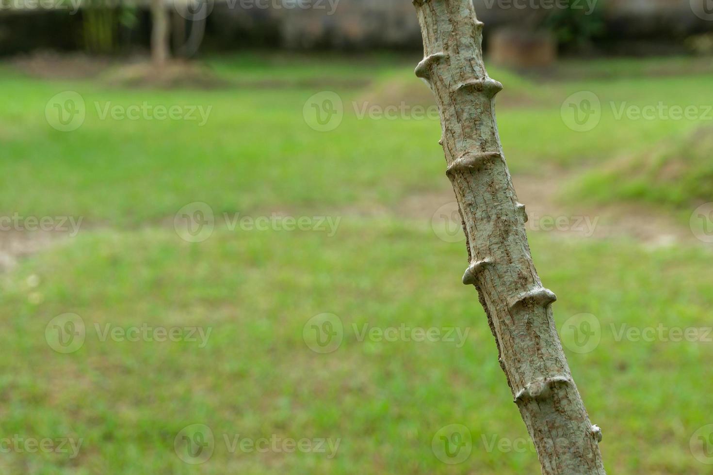 Cassava tree. Close up of growing cassava stem in the garden. photo