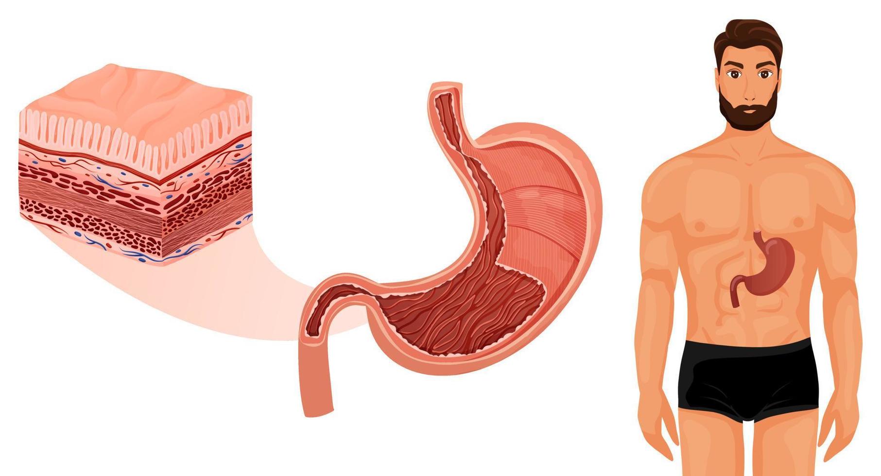 Human stomach in body with layers detalization vector