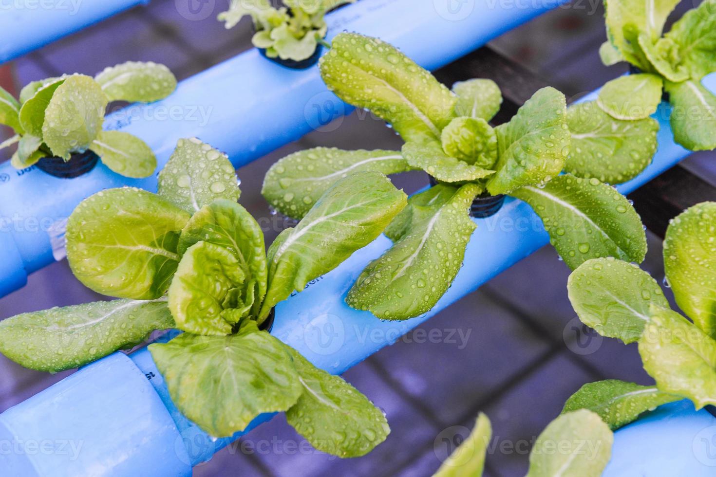 Hydroponics vegetable growing in the nursery photo