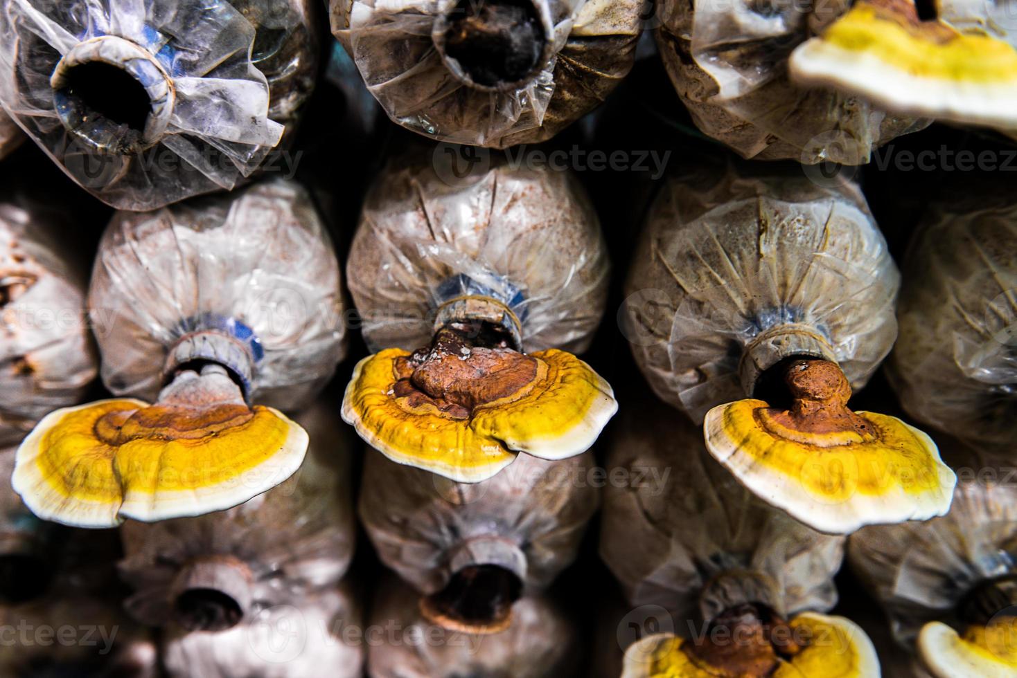 mushrooms indoor plantation, cultivation photo