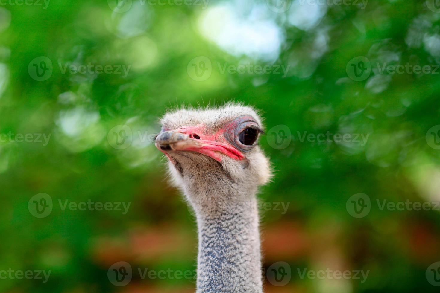 común avestruz pájaro cabeza parte superior ver de cerca con naturaleza antecedentes. foto