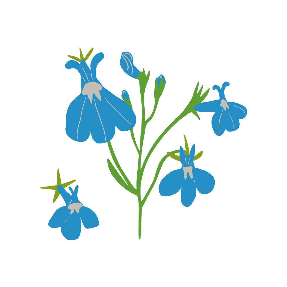 Blue lobelia erinus flower illustration isolated on white background. Beautiful blue summer garden flowers. vector