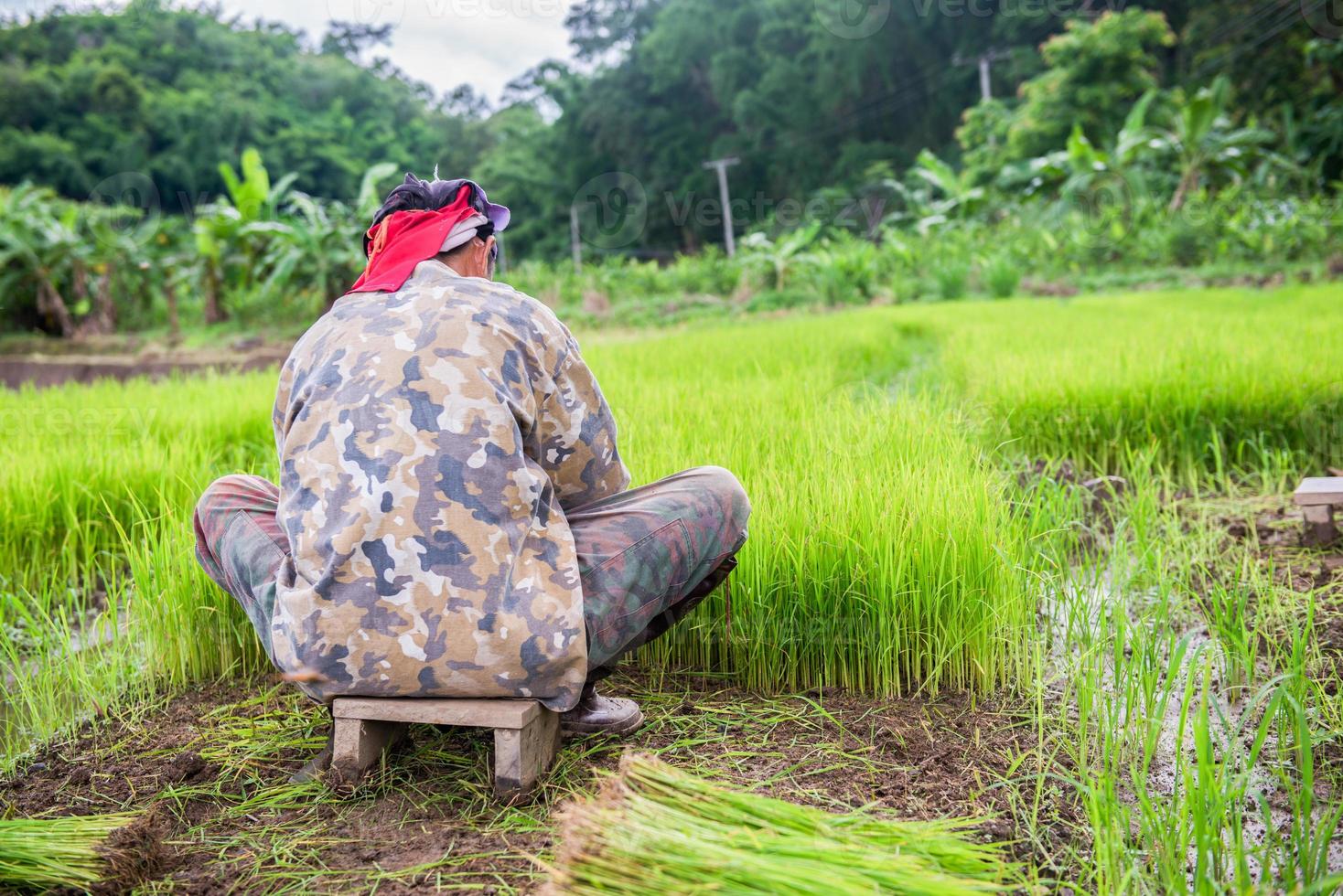 Harvesting the young rice photo