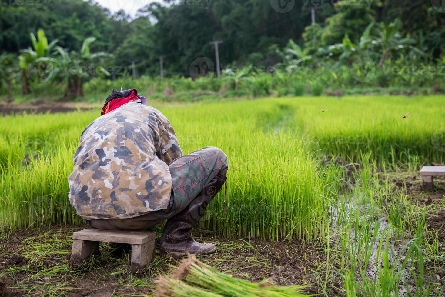 Harvesting the young rice photo