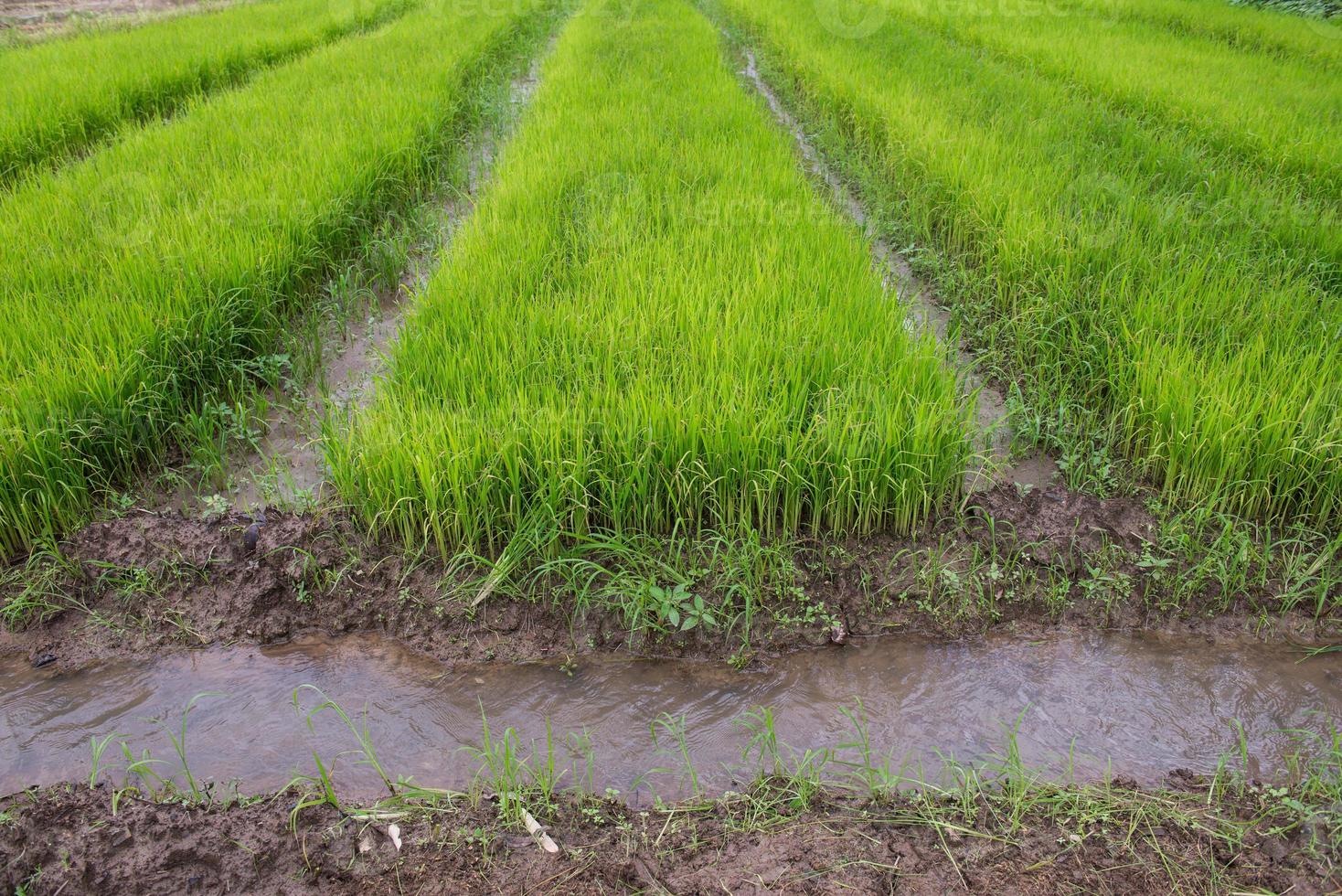 Paddy field and young rice tree photo