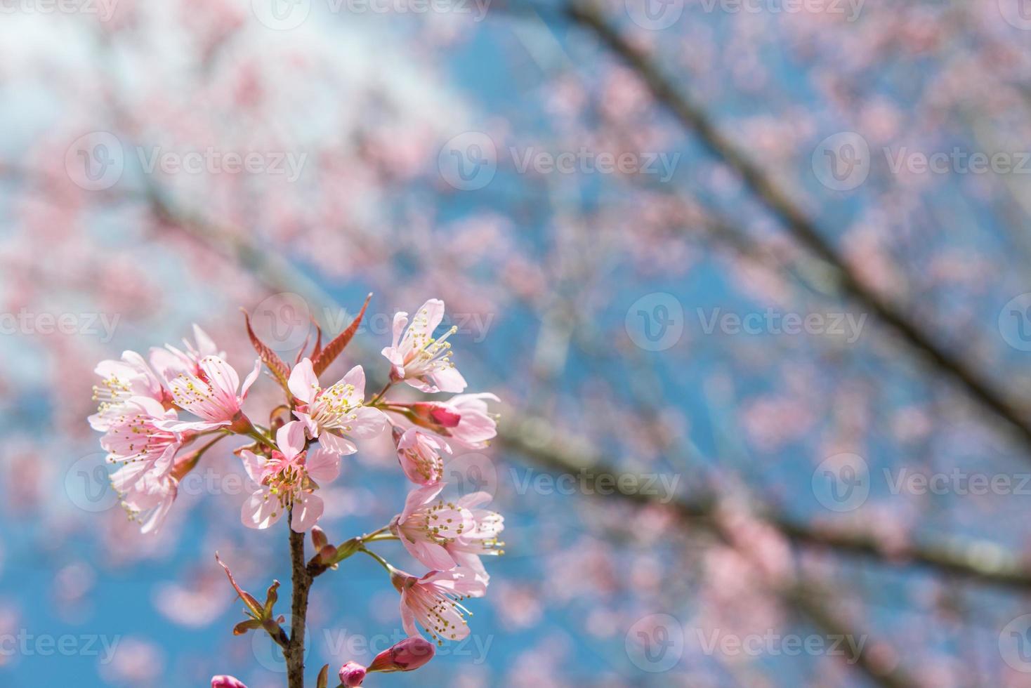 Pink sakura at Thailand photo