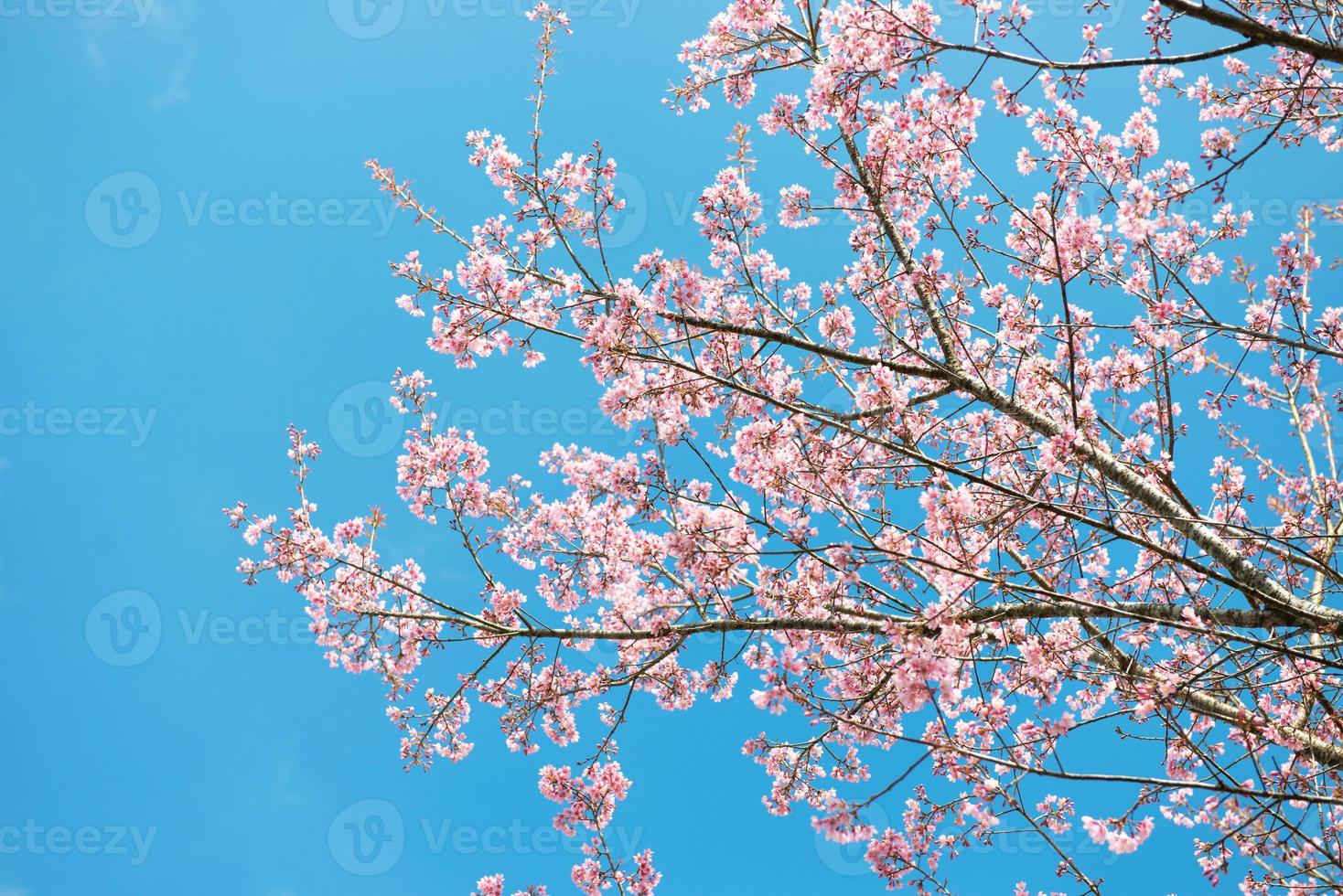 Pink sakura at Thailand photo