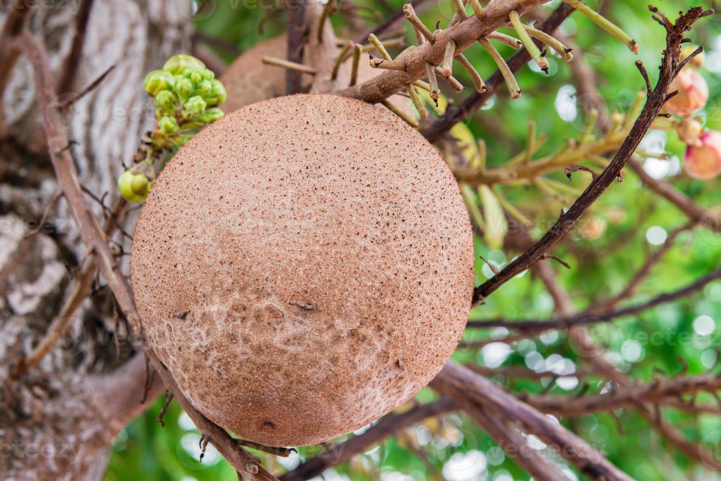Cannonball tree flowers photo
