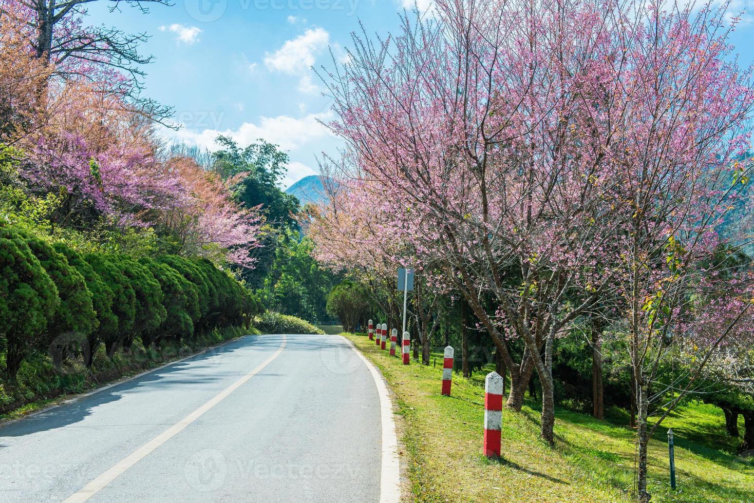 Pink sakura at Thailand photo