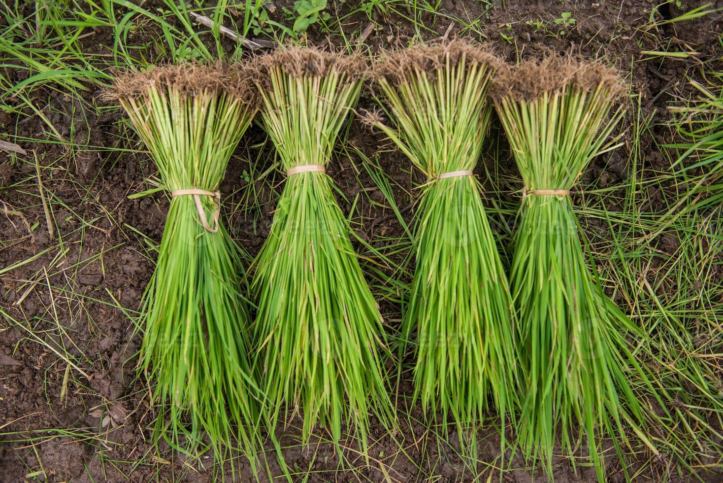 Paddy field and young rice tree photo