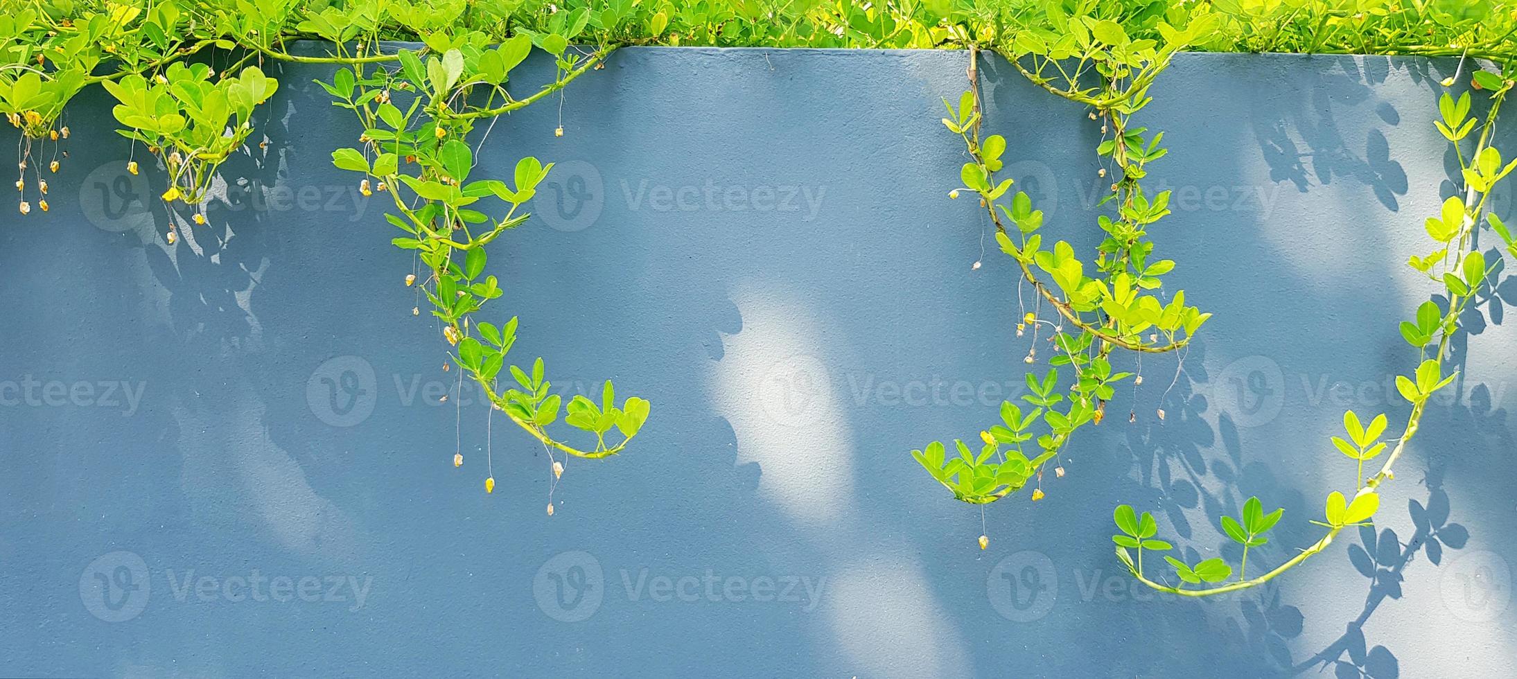 Green ivy, vine, creeping or climber plant growth on the gray wall background and shadow of sunlight with copy space in blue vintage color tone. Natural wallpaper and Beauty of Nature concept photo