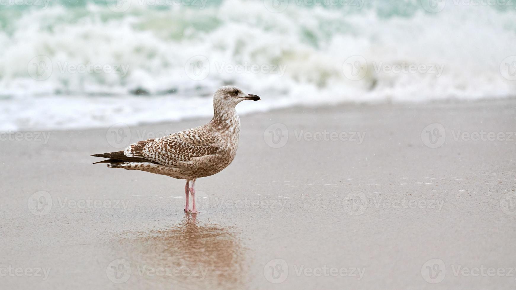 Larus michahellis, yellow-legged gull walking on sandy beach photo