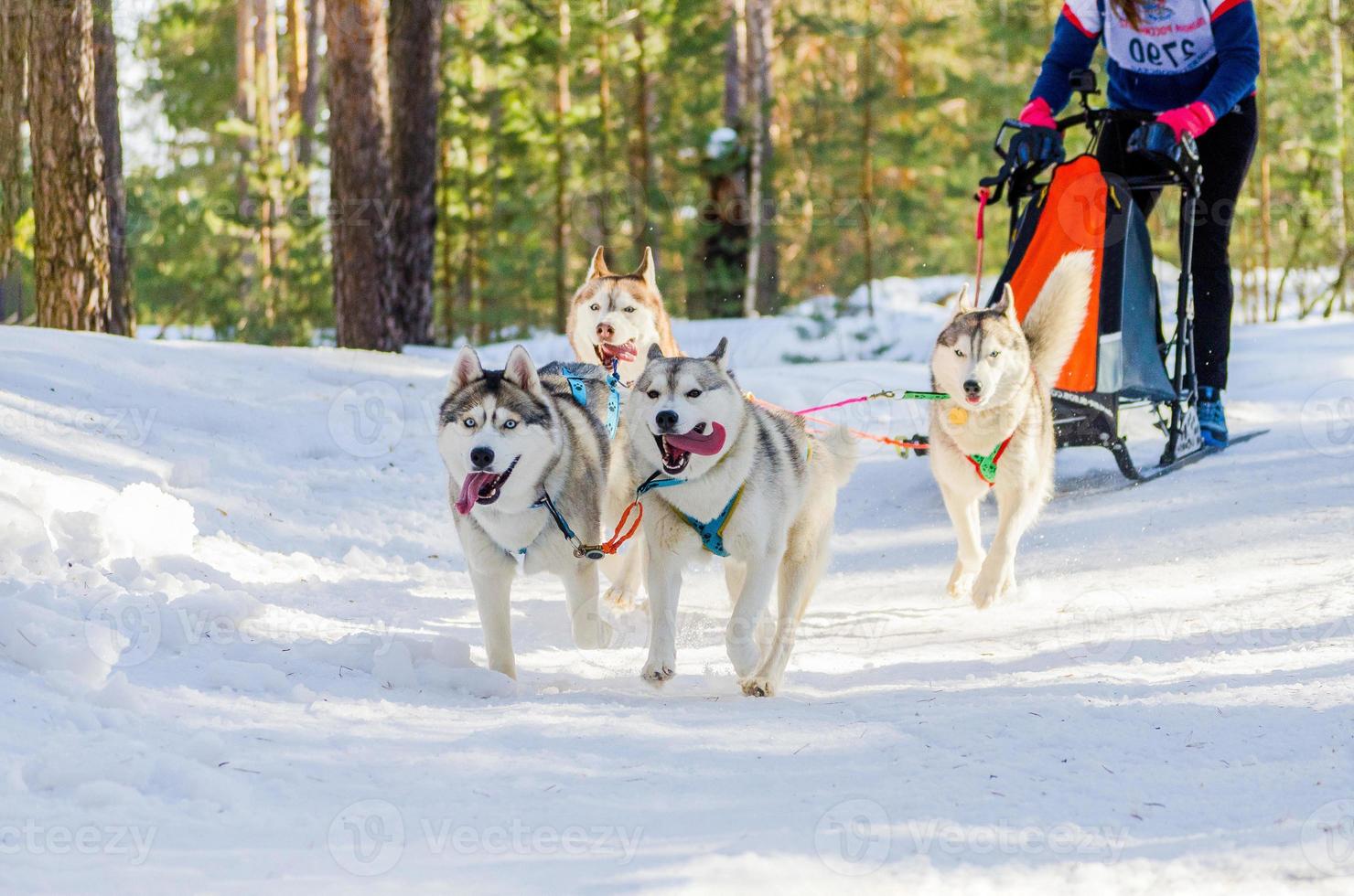 Sled dogs race competition. Siberian husky dogs in harness. Sleigh championship challenge in cold winter russia forest. photo