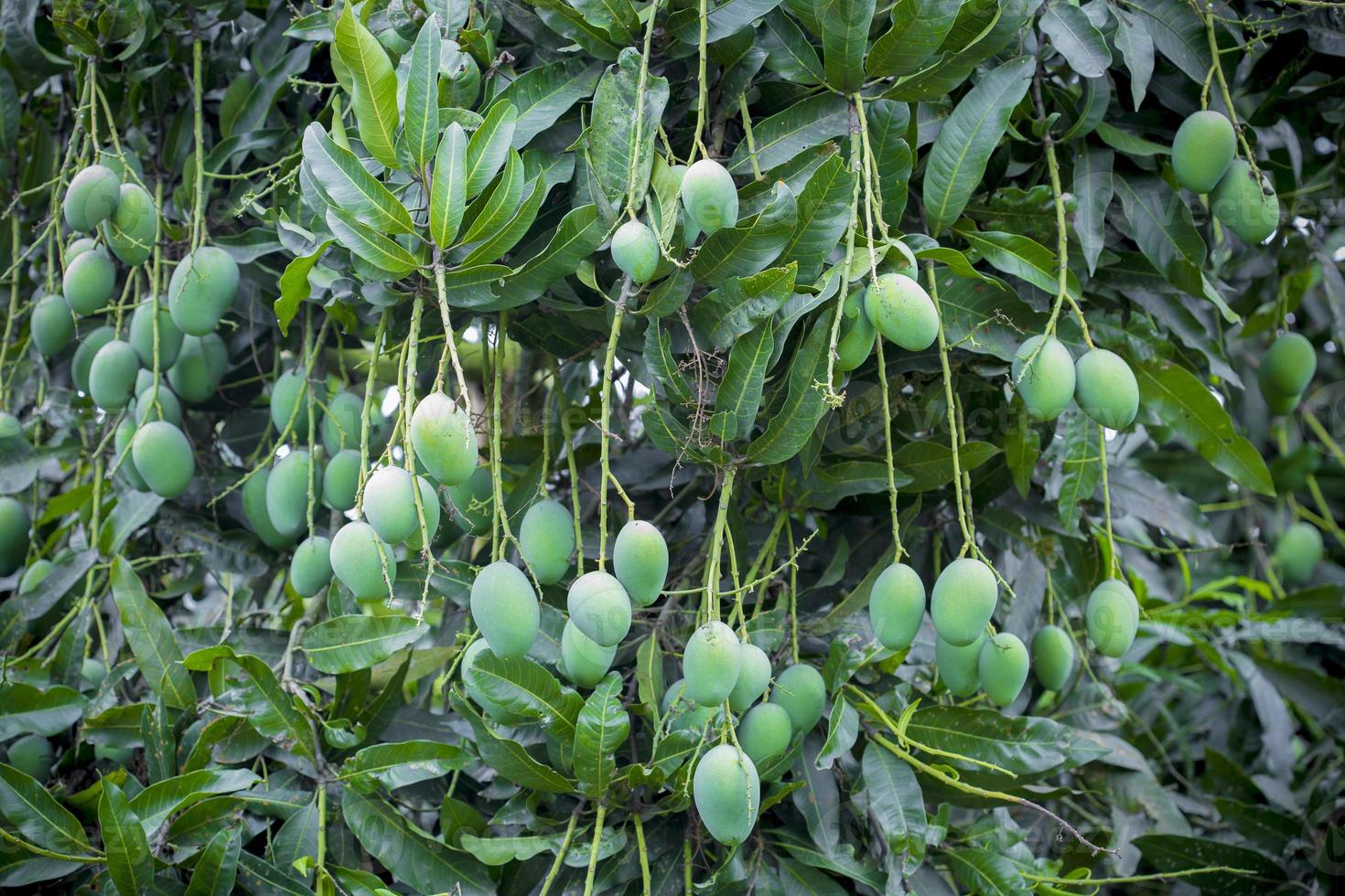 Mango growing on tree. photo