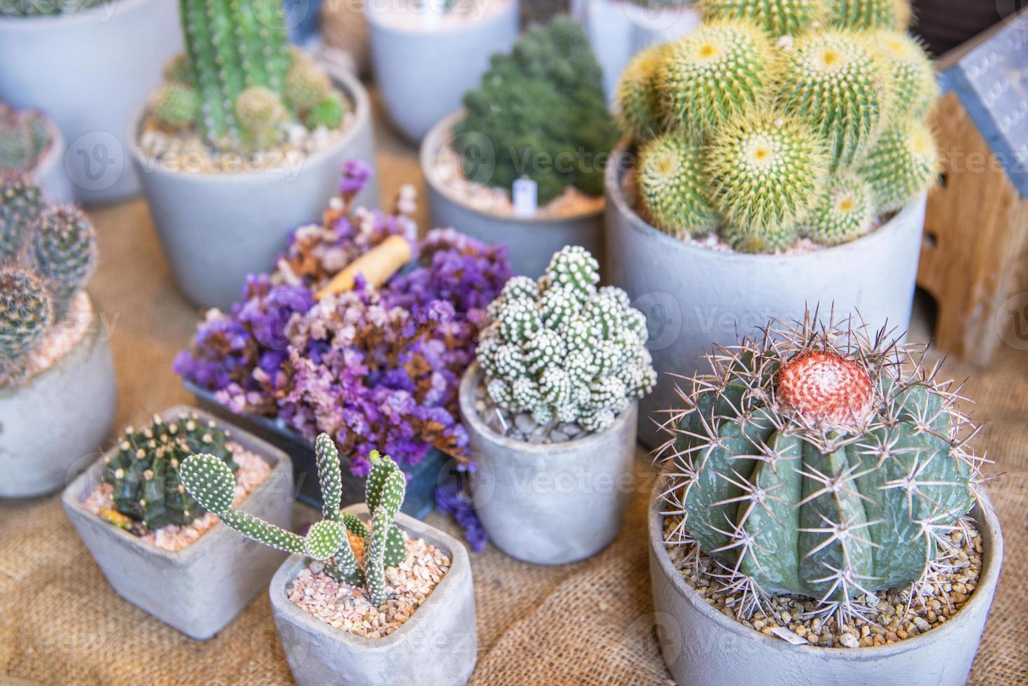 Collection of various cactus and succulent plants photo