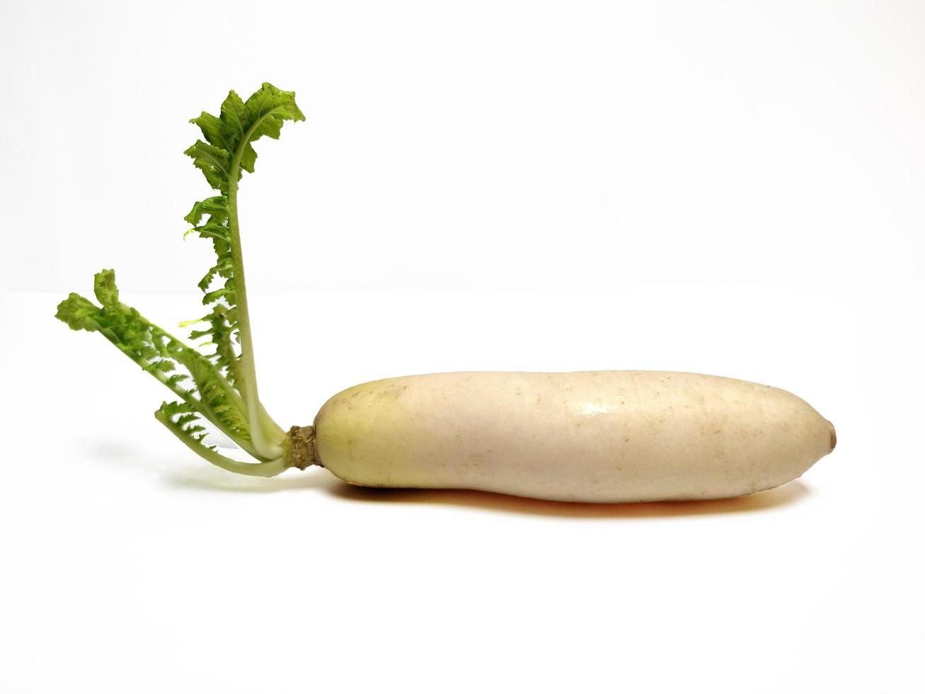 White Radish or Daikon isolated in white background photo