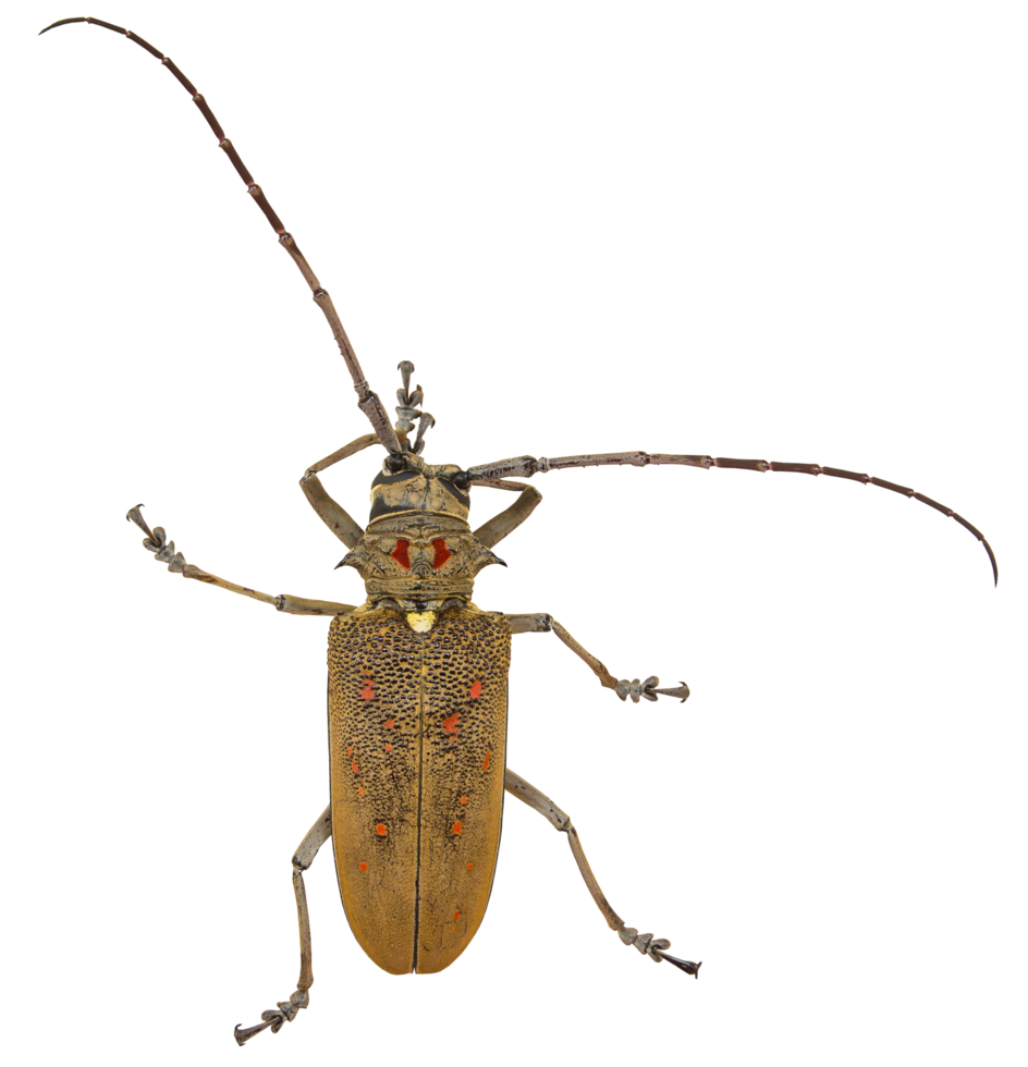 Weaver beetle insect png