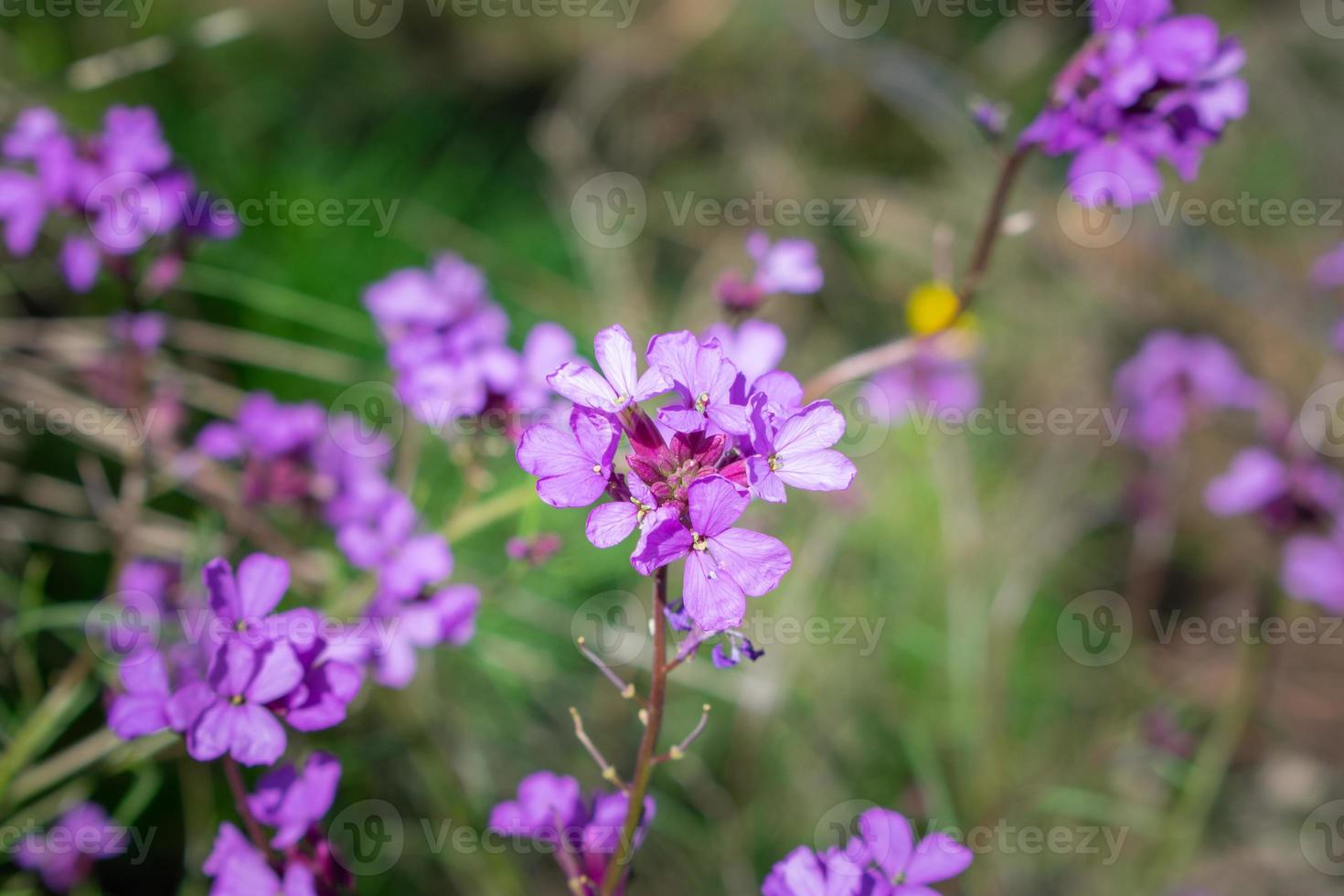 violet flowers with bokeh effect in green forest photo