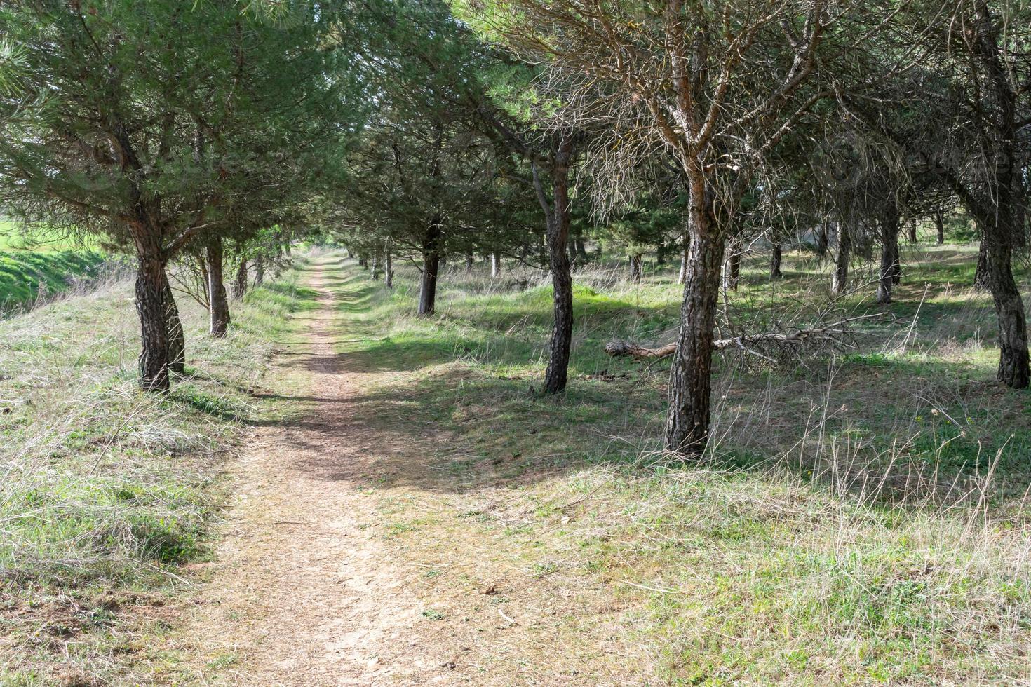 path in the forest between a corridor of green trees photo