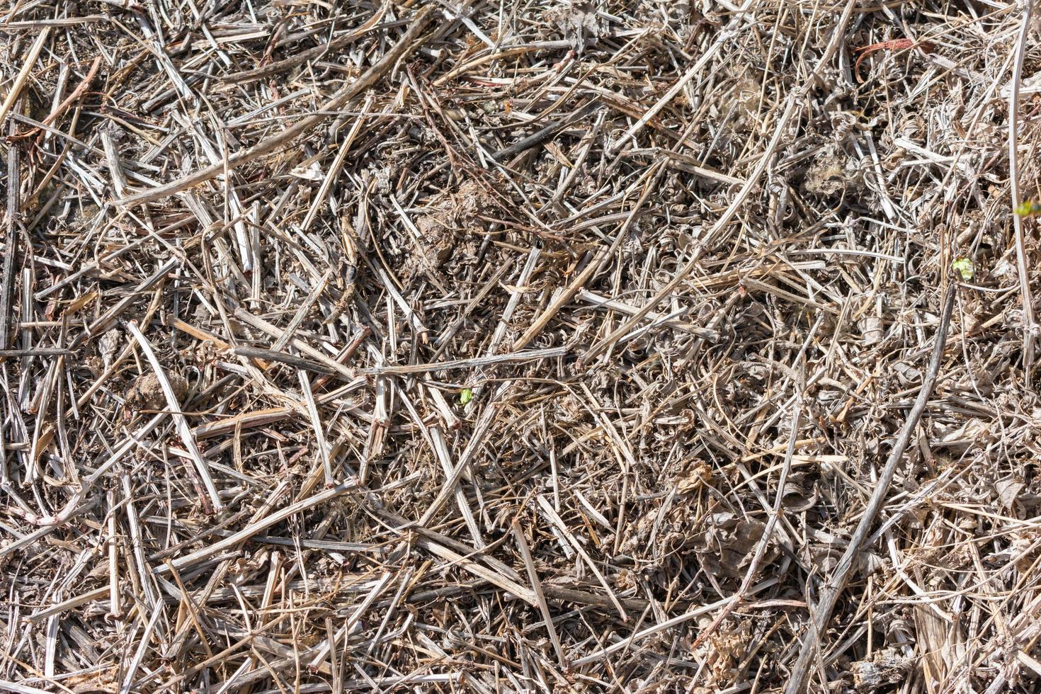 soil texture with dry branches and leaves in the field photo