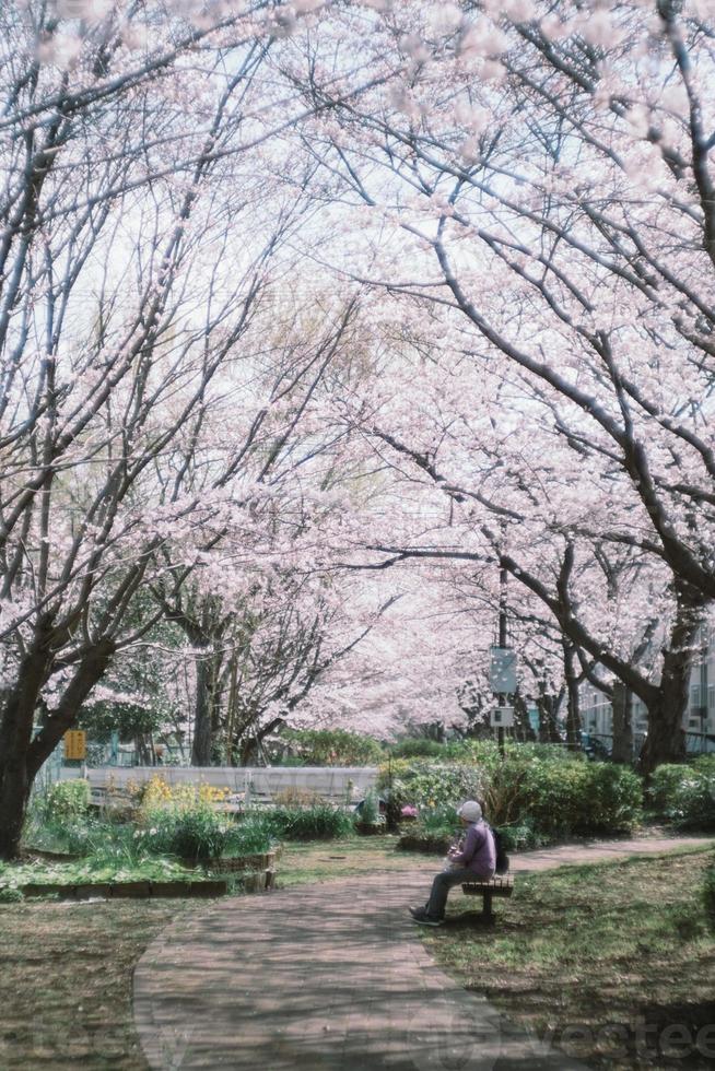 Japanese sakura cherry blossoms in park photo