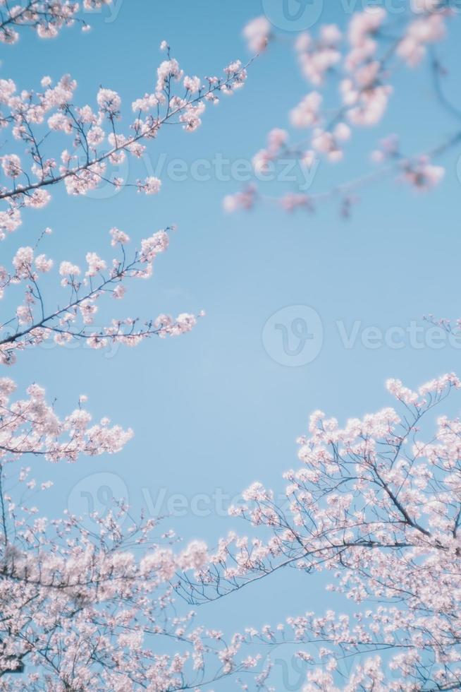 Japanese sakura cherry blossoms against blue sky photo