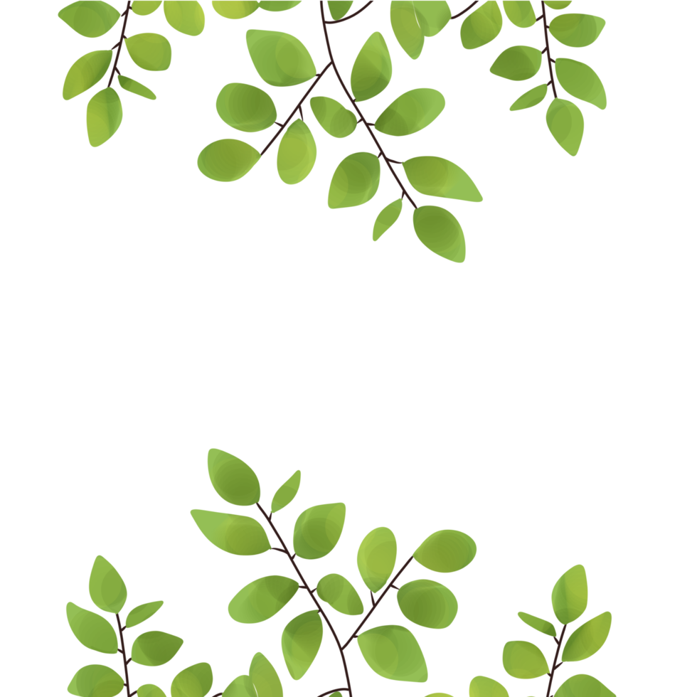 Aesthetic leaf illustration no background png