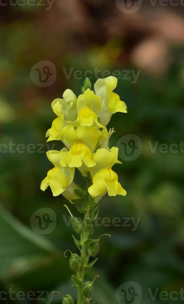 Pretty Yellow Flowering Snapdragon Blossom in Bloom photo