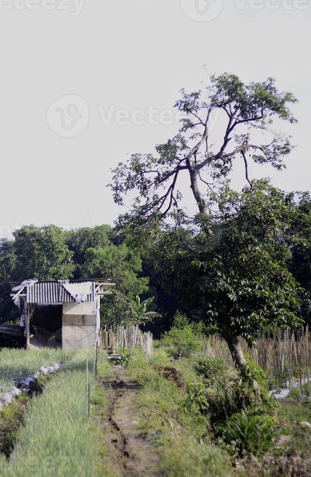 A tree in a field photo