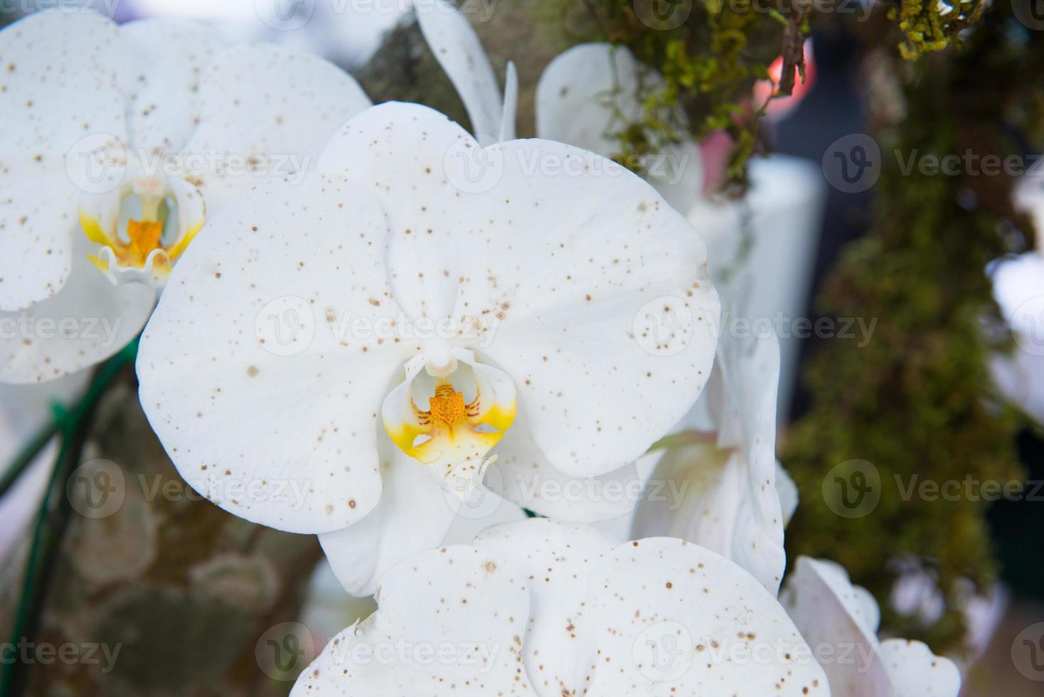 hermosa orquídea blanca foto