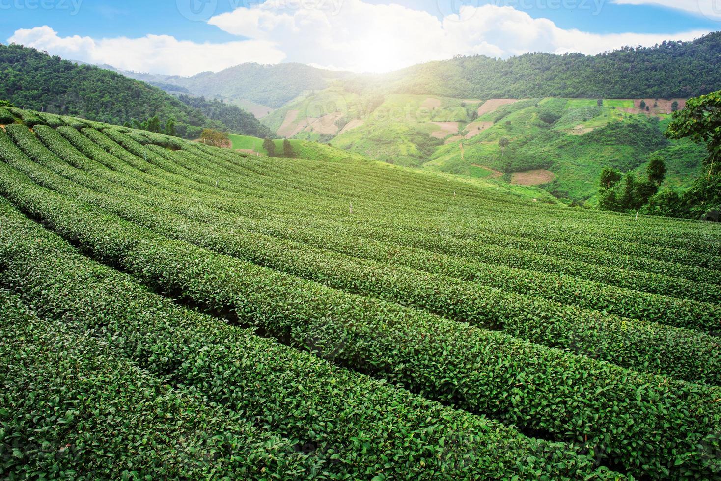 Tea plantation in the mountain in Thailand photo