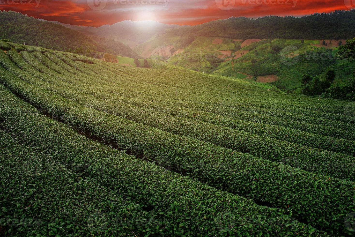 té plantación en el montaña en Tailandia foto