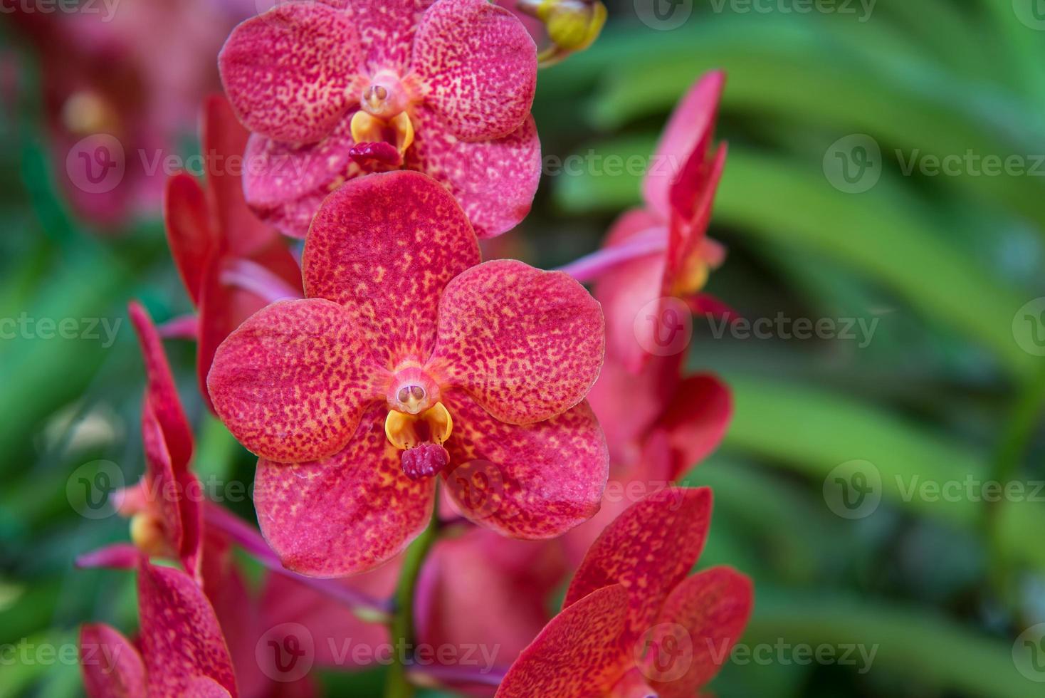 hermosa rojo orquídea foto