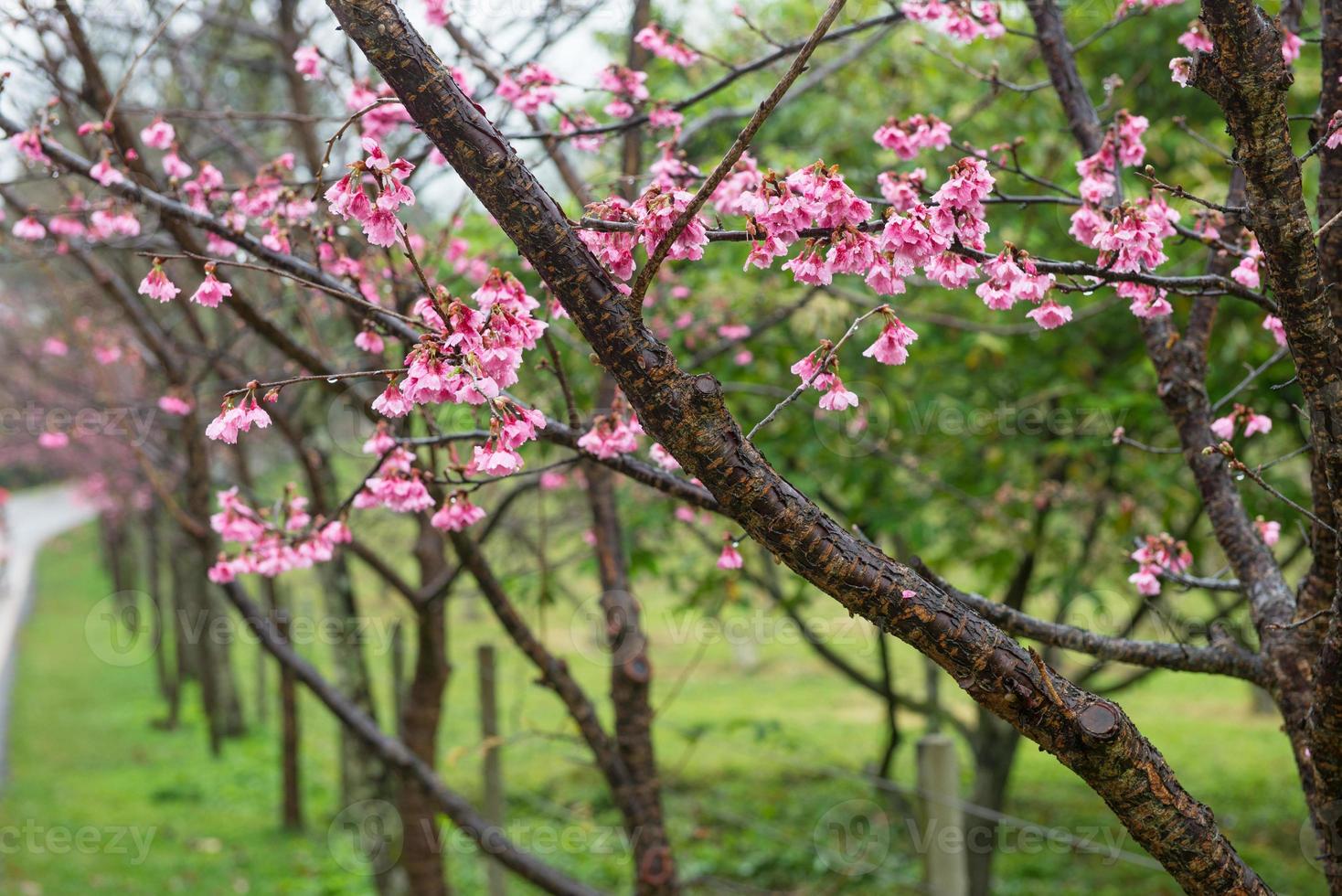 Sakura pink flower, Thailand photo