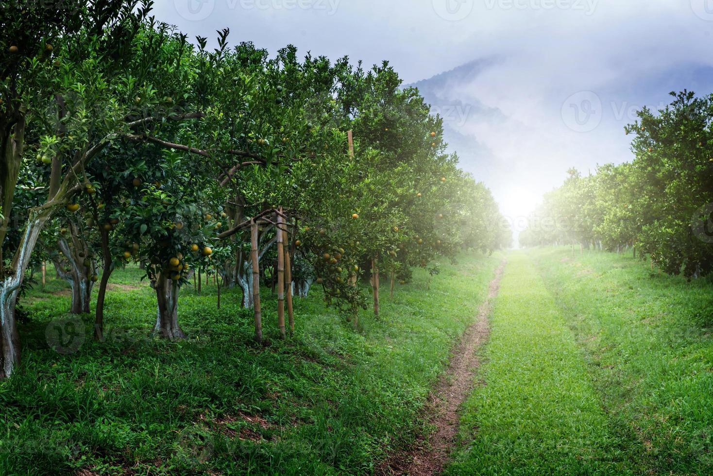 Orange tree Garden photo