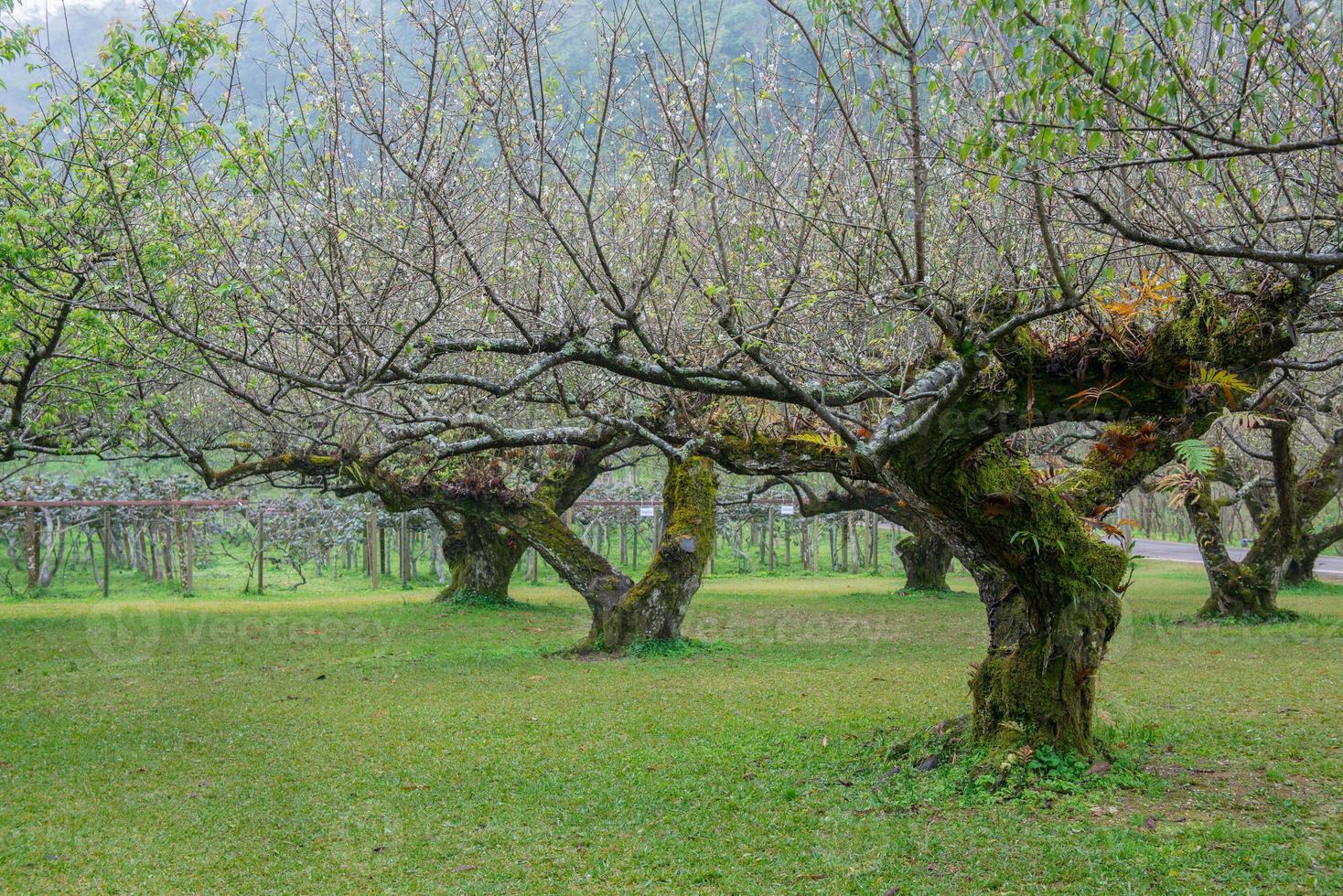 japonés albaricoque árbol jardín foto