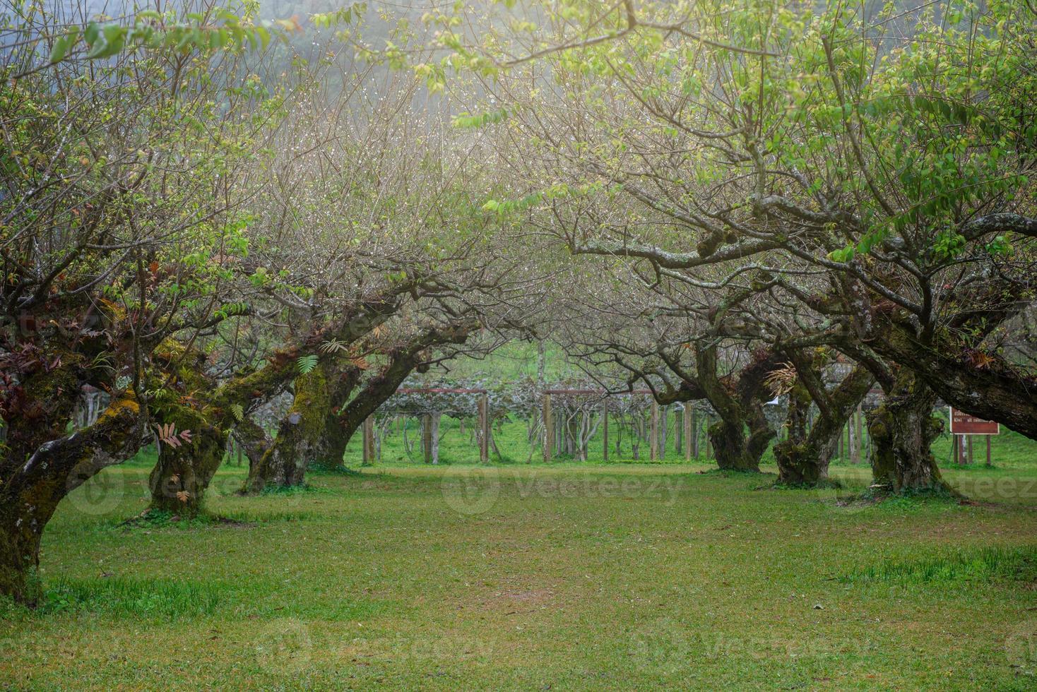 Japanese apricot tree garden photo